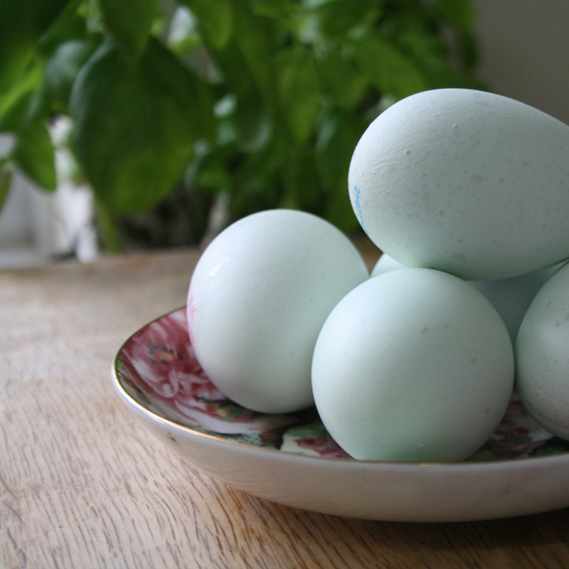 Duck Eggs